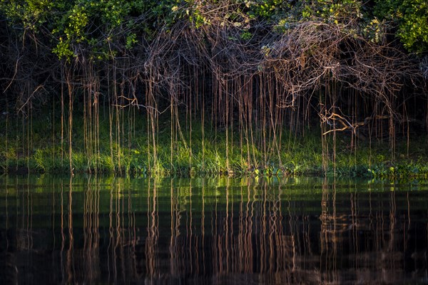 Aerial roots on the banks of the Rio Negro