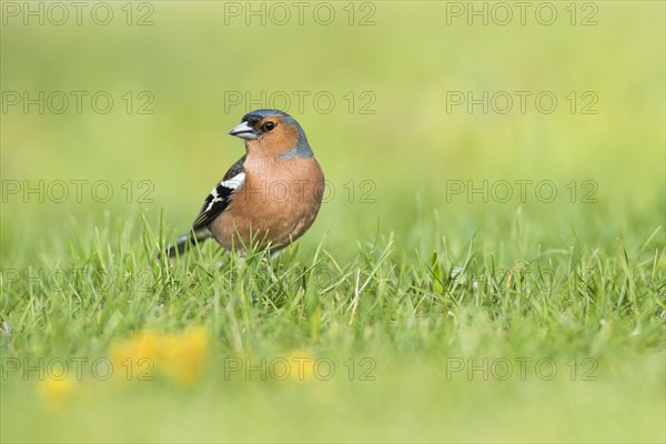 Common chaffinch