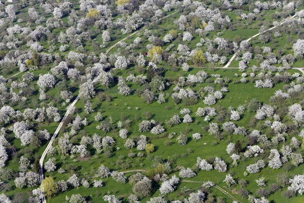 Blooming orchard