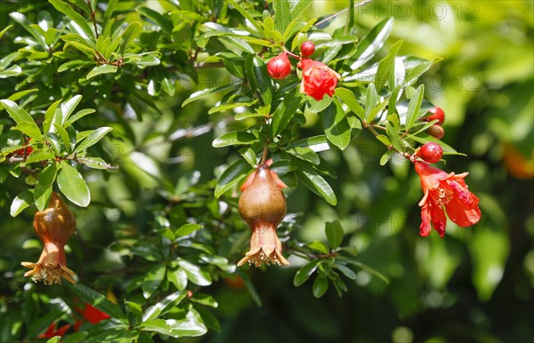 Blossom and fruiting of the tree