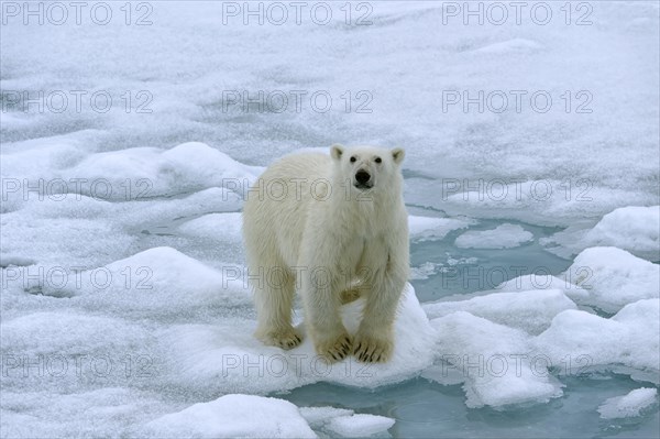 Polar bear