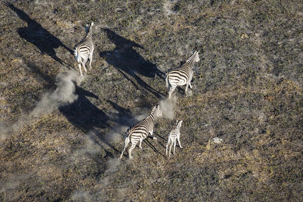 Burchell's Zebra