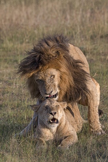 Lions