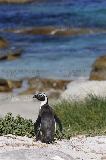 African Penguin