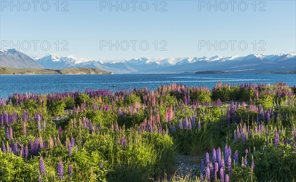 Large-leaved lupines