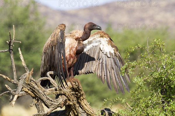 White-backed vulture