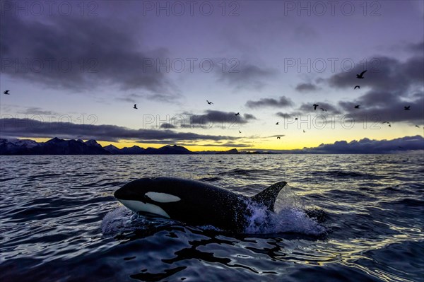 Orca