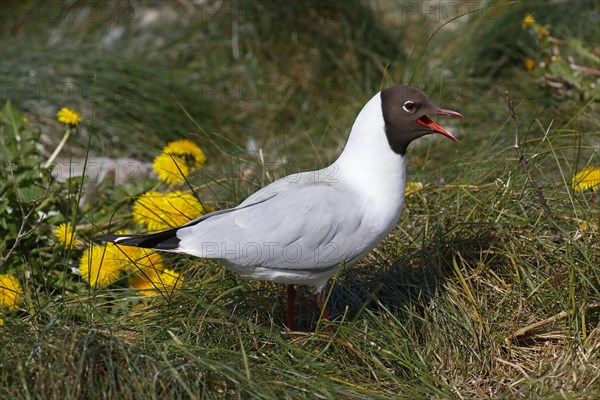 Calling black-headed gull