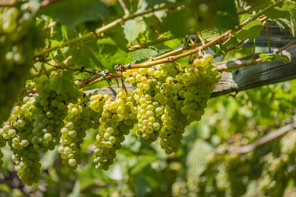 Green grapes