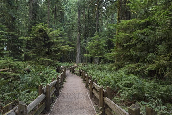 Cathedral Grove