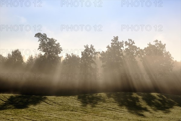 Sunbeams shine through trees in the morning mist
