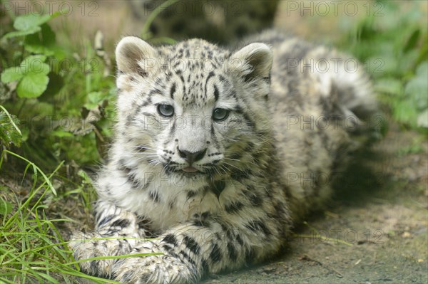Snow leopard
