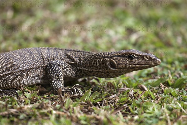 Bengal or common Indian monitor