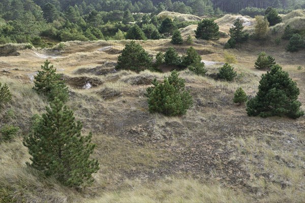 Brown dunes with pine trees