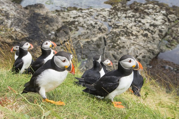 Puffin