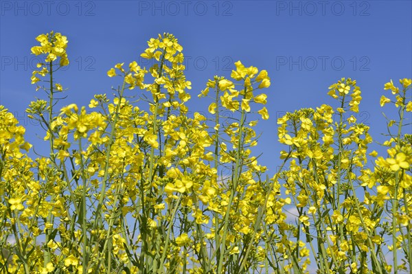 Rape blossoms