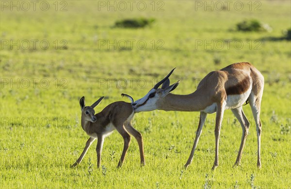Springboks