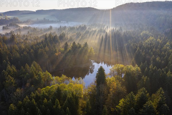 Sun rays over forest with clouds of mist
