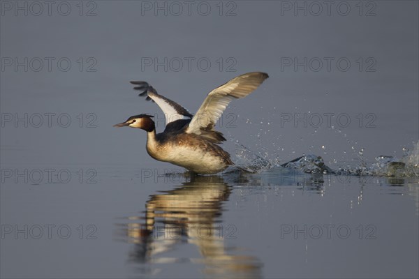 Great crested grebe