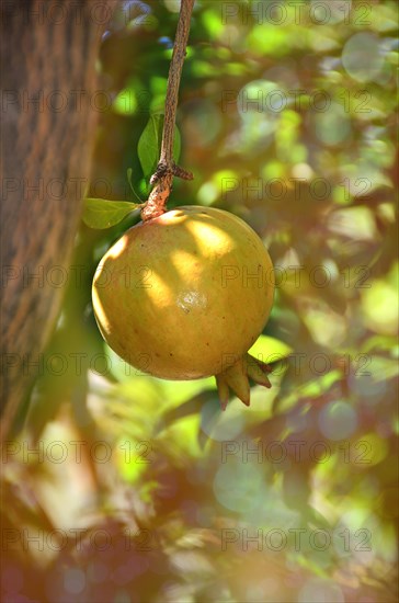 Pomegranate