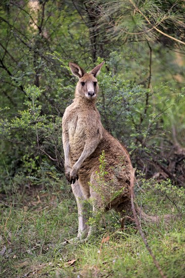 Eastern Gray Kangaroo