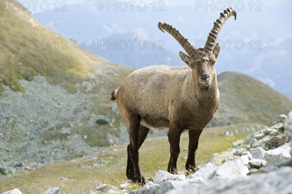Alpine Ibex