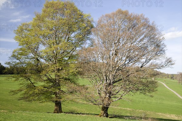 Wood pasture beech