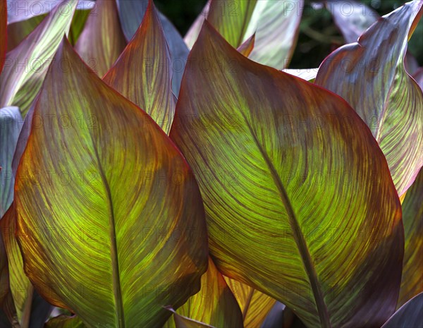Leaves against the light