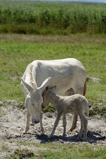 White donkey with young foal