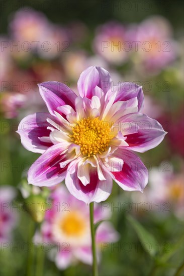 Dahlia