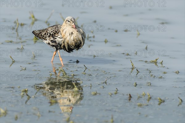 Ruff