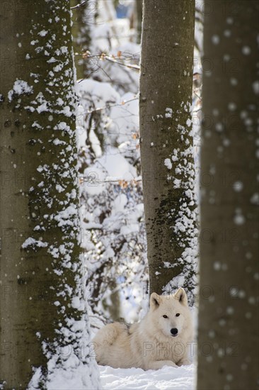 Arctic Wolf