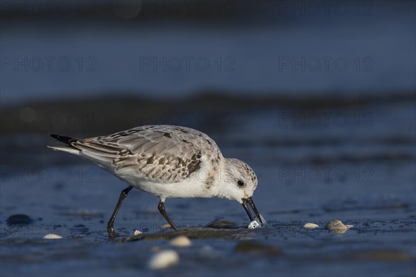 Sanderling