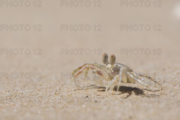 Young European green crab