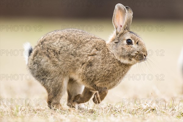 Wild rabbits