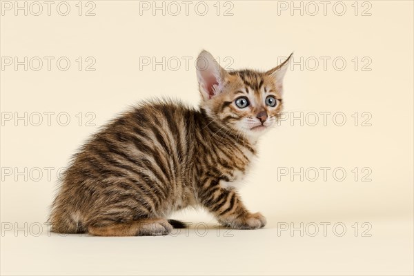 Toyger