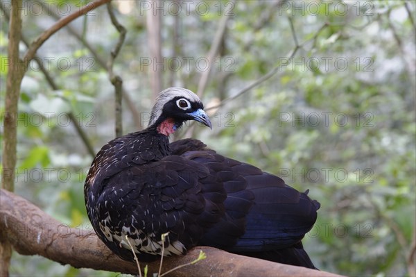 Black-Fronted Piping-Guan