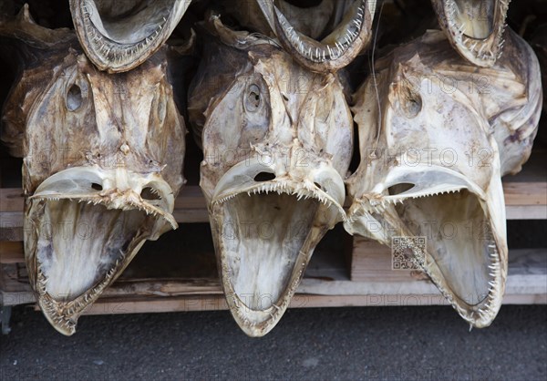 Dried heads from Atlantic cod
