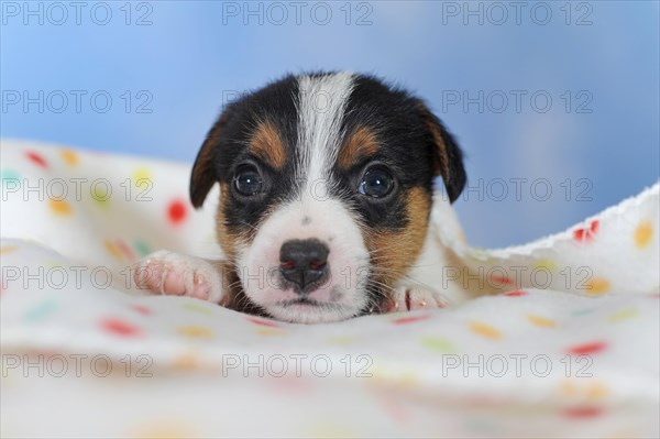 Jack Russell Terrier