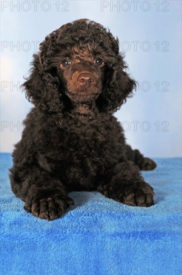 Miniature poodle