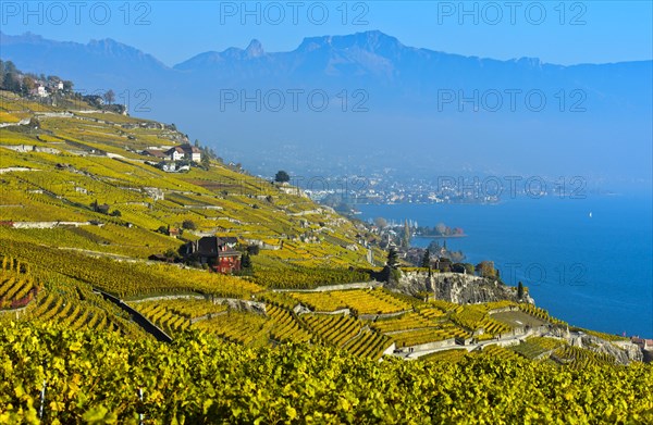 Vineyards in golden yellow autumn foliage over Lake Geneva