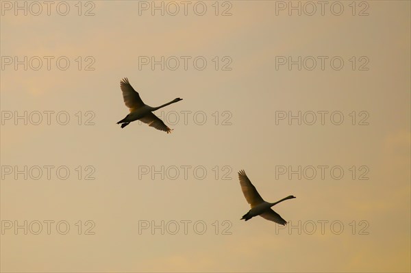 Two mute swans