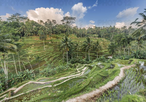 Jatiluwih rice terraces