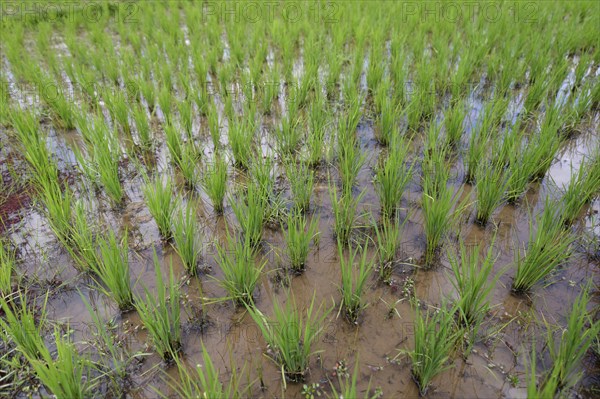 Rice paddy