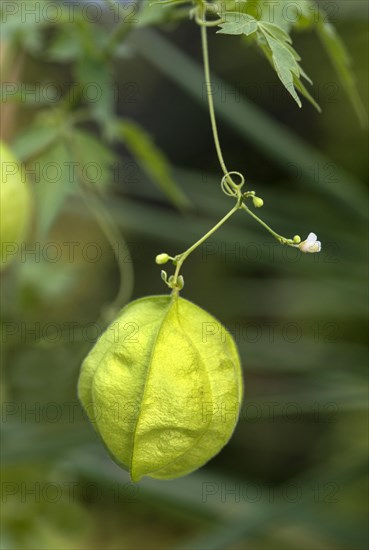 Balloon plant