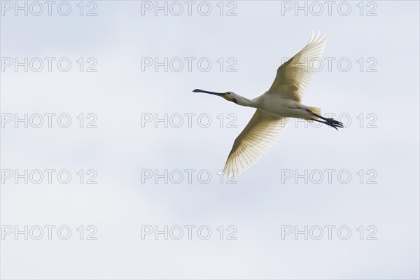 Common spoonbill