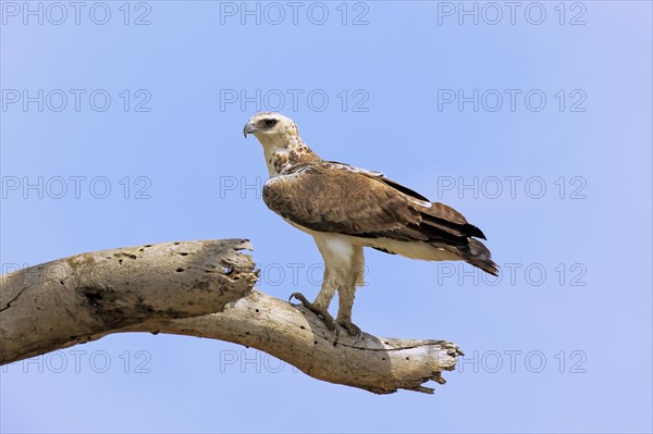 Crowned eagle