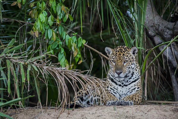 Jaguar
