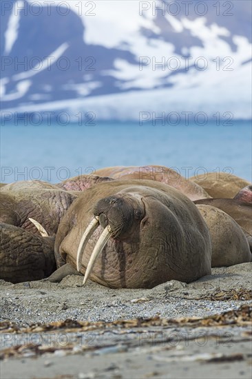 Walrus