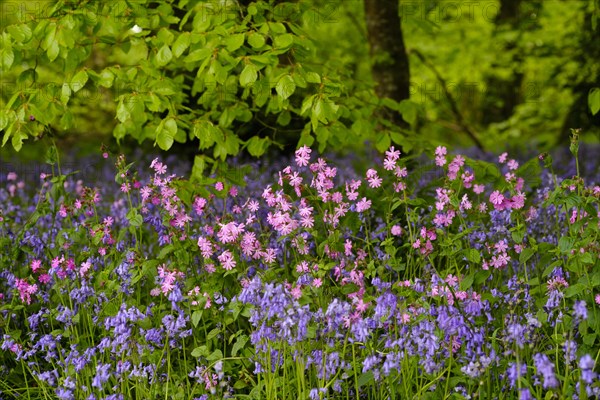 Red campion